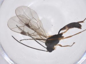  ( - CBG-A54984-C08)  @11 [ ] CreativeCommons - Attribution Share - Alike (2024) Centre for Biodiversity Genomics Centre for Biodiversity Genomics