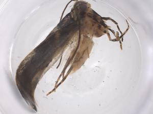  (Coleotechnites Malaise6888 - CBG-A55006-A04)  @11 [ ] CreativeCommons - Attribution Share - Alike (2024) Centre for Biodiversity Genomics Centre for Biodiversity Genomics