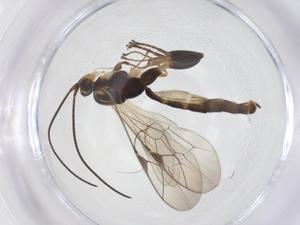  ( - CBG-A55009-F07)  @11 [ ] CreativeCommons - Attribution Share - Alike (2024) Centre for Biodiversity Genomics Centre for Biodiversity Genomics