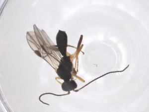  ( - CBG-A55010-H03)  @11 [ ] CreativeCommons - Attribution Share - Alike (2024) Centre for Biodiversity Genomics Centre for Biodiversity Genomics