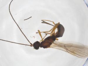  ( - CBG-A55022-H08)  @11 [ ] CreativeCommons - Attribution Share - Alike (2024) Centre for Biodiversity Genomics Centre for Biodiversity Genomics