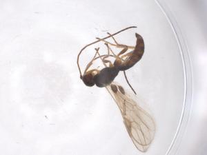  ( - CBG-A55027-A10)  @11 [ ] CreativeCommons - Attribution Share - Alike (2024) Centre for Biodiversity Genomics Centre for Biodiversity Genomics