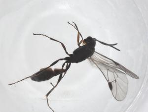  ( - CBG-A55050-A05)  @11 [ ] CreativeCommons - Attribution Share - Alike (2024) Centre for Biodiversity Genomics Centre for Biodiversity Genomics