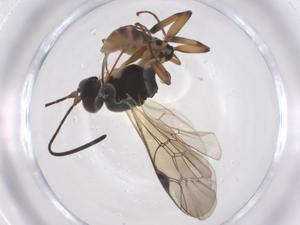  ( - CBG-A55054-D03)  @11 [ ] CreativeCommons - Attribution Share - Alike (2024) Centre for Biodiversity Genomics Centre for Biodiversity Genomics