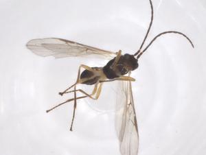  ( - CBG-A55060-B04)  @11 [ ] CreativeCommons - Attribution Share - Alike (2024) Centre for Biodiversity Genomics Centre for Biodiversity Genomics