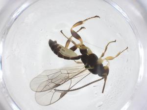  ( - CBG-A55075-G11)  @11 [ ] CreativeCommons - Attribution Share - Alike (2024) Centre for Biodiversity Genomics Centre for Biodiversity Genomics