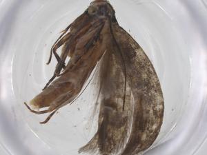  ( - CBG-A55077-E09)  @11 [ ] CreativeCommons - Attribution Share - Alike (2024) Centre for Biodiversity Genomics Centre for Biodiversity Genomics