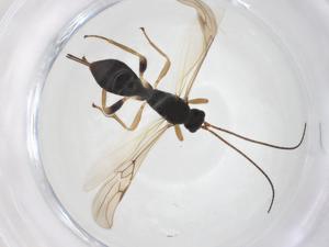  ( - CBG-A55078-A03)  @11 [ ] CreativeCommons - Attribution Share - Alike (2024) Centre for Biodiversity Genomics Centre for Biodiversity Genomics