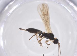  ( - CBG-A55081-E10)  @11 [ ] CreativeCommons - Attribution Share - Alike (2024) Centre for Biodiversity Genomics Centre for Biodiversity Genomics