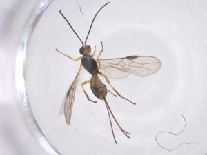  ( - CBG-A55084-C07)  @11 [ ] CreativeCommons - Attribution Share - Alike (2024) Centre for Biodiversity Genomics Centre for Biodiversity Genomics