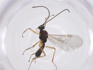  (Blacus Malaise8511 - CBG-A55087-B04)  @11 [ ] CreativeCommons - Attribution Share - Alike (2024) Centre for Biodiversity Genomics Centre for Biodiversity Genomics