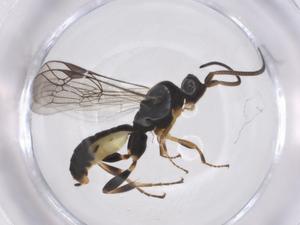  ( - CBG-A55090-E09)  @11 [ ] CreativeCommons - Attribution Share - Alike (2024) Centre for Biodiversity Genomics Centre for Biodiversity Genomics