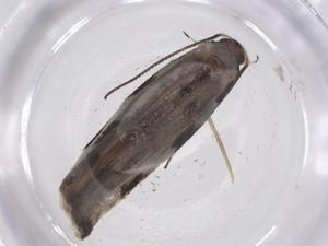  ( - CBG-A55090-F04)  @11 [ ] CreativeCommons - Attribution Share - Alike (2024) Centre for Biodiversity Genomics Centre for Biodiversity Genomics