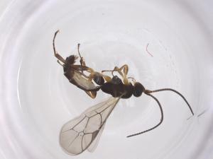  ( - CBG-A55096-A09)  @11 [ ] CreativeCommons - Attribution Share - Alike (2024) Centre for Biodiversity Genomics Centre for Biodiversity Genomics