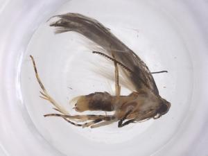  (gelMalaise01 Malaise7112 - CBG-A55102-A08)  @11 [ ] CreativeCommons - Attribution Share - Alike (2024) Centre for Biodiversity Genomics Centre for Biodiversity Genomics