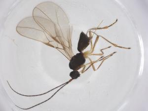  ( - CBG-A56120-B10)  @11 [ ] CreativeCommons - Attribution Share - Alike (2024) Centre for Biodiversity Genomics Centre for Biodiversity Genomics