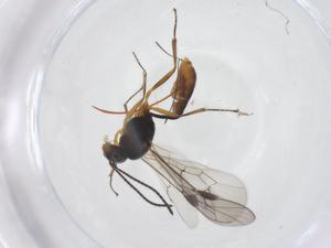  ( - CBG-A56135-C02)  @11 [ ] CreativeCommons - Attribution Share - Alike (2024) Centre for Biodiversity Genomics Centre for Biodiversity Genomics