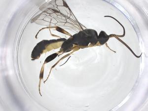  ( - CBG-A56135-H03)  @11 [ ] CreativeCommons - Attribution Share - Alike (2024) Centre for Biodiversity Genomics Centre for Biodiversity Genomics