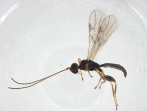  ( - CBG-A56141-B02)  @11 [ ] CreativeCommons - Attribution Share - Alike (2024) Centre for Biodiversity Genomics Centre for Biodiversity Genomics