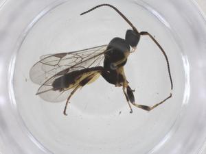  ( - CBG-A56148-B07)  @11 [ ] CreativeCommons - Attribution Share - Alike (2024) Centre for Biodiversity Genomics Centre for Biodiversity Genomics