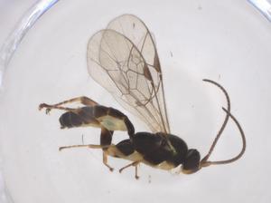  ( - CBG-A56154-D02)  @11 [ ] CreativeCommons - Attribution Share - Alike (2024) Centre for Biodiversity Genomics Centre for Biodiversity Genomics