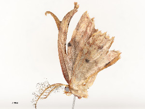  ( - CBG-A51934-C11)  @11 [ ] CreativeCommons - Attribution Share - Alike (2024) CBG Photography Group Centre for Biodiversity Genomics