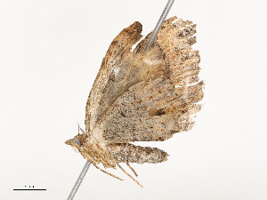  ( - CBG-A51934-E02)  @11 [ ] CreativeCommons - Attribution Share - Alike (2024) CBG Photography Group Centre for Biodiversity Genomics
