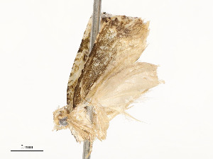  ( - CBG-A51934-E08)  @11 [ ] CreativeCommons - Attribution Share - Alike (2024) CBG Photography Group Centre for Biodiversity Genomics