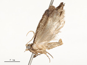  ( - CBG-A51934-E10)  @11 [ ] CreativeCommons - Attribution Share - Alike (2024) CBG Photography Group Centre for Biodiversity Genomics