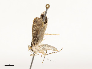  (gelMalaise01 Malaise1184 - CBG-A51934-E11)  @11 [ ] CreativeCommons - Attribution Share - Alike (2024) CBG Photography Group Centre for Biodiversity Genomics