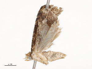  ( - CBG-A51934-F02)  @11 [ ] CreativeCommons - Attribution Share - Alike (2024) CBG Photography Group Centre for Biodiversity Genomics