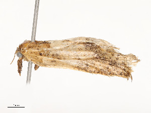  ( - CBG-A51935-C08)  @11 [ ] CreativeCommons - Attribution Share - Alike (2024) CBG Photography Group Centre for Biodiversity Genomics