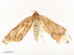 ( - CBG-A51935-C11)  @11 [ ] CreativeCommons - Attribution Share - Alike (2024) CBG Photography Group Centre for Biodiversity Genomics