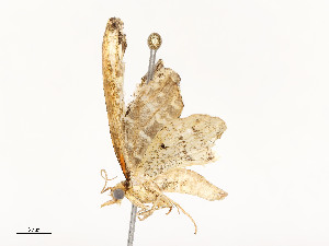  ( - CBG-A51935-C12)  @11 [ ] CreativeCommons - Attribution Share - Alike (2024) CBG Photography Group Centre for Biodiversity Genomics