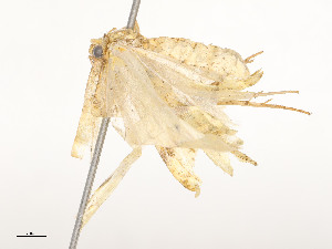 ( - CBG-A51935-D01)  @11 [ ] CreativeCommons - Attribution Share - Alike (2024) CBG Photography Group Centre for Biodiversity Genomics