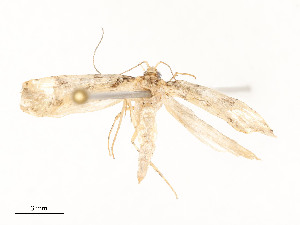  ( - CBG-A51935-F08)  @11 [ ] CreativeCommons - Attribution Share - Alike (2024) CBG Photography Group Centre for Biodiversity Genomics