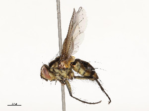  ( - CBG-A51935-G04)  @11 [ ] CreativeCommons - Attribution Share - Alike (2024) CBG Photography Group Centre for Biodiversity Genomics