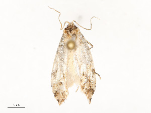  (gelMalaise01 Malaise9835 - CBG-A51935-H01)  @11 [ ] CreativeCommons - Attribution Share - Alike (2024) CBG Photography Group Centre for Biodiversity Genomics