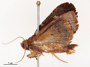  ( - CBG-A51936-B07)  @11 [ ] CreativeCommons - Attribution Share - Alike (2024) CBG Photography Group Centre for Biodiversity Genomics