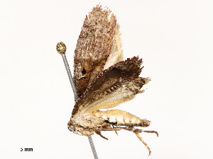  ( - CBG-A51936-C08)  @11 [ ] CreativeCommons - Attribution Share - Alike (2024) CBG Photography Group Centre for Biodiversity Genomics