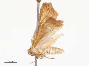  ( - CBG-A51936-C10)  @11 [ ] CreativeCommons - Attribution Share - Alike (2024) CBG Photography Group Centre for Biodiversity Genomics
