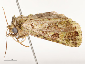  ( - CBG-A51936-F07)  @11 [ ] CreativeCommons - Attribution Share - Alike (2024) CBG Photography Group Centre for Biodiversity Genomics