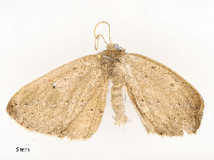  ( - CBG-A51965-D08)  @11 [ ] CreativeCommons - Attribution Share - Alike (2024) CBG Photography Group Centre for Biodiversity Genomics