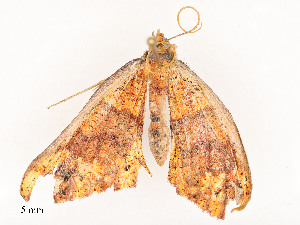  ( - CBG-A51965-D11)  @11 [ ] CreativeCommons - Attribution Share - Alike (2024) CBG Photography Group Centre for Biodiversity Genomics