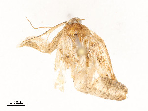  ( - CBG-A51965-G06)  @11 [ ] CreativeCommons - Attribution Share - Alike (2024) CBG Photography Group Centre for Biodiversity Genomics