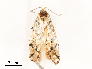  ( - CBG-A51965-G12)  @11 [ ] CreativeCommons - Attribution Share - Alike (2024) CBG Photography Group Centre for Biodiversity Genomics