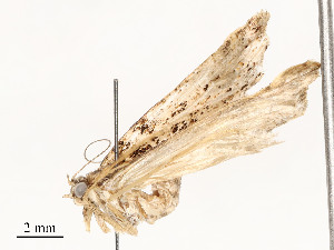  ( - CBG-A51965-H04)  @11 [ ] CreativeCommons - Attribution Share - Alike (2024) CBG Photography Group Centre for Biodiversity Genomics