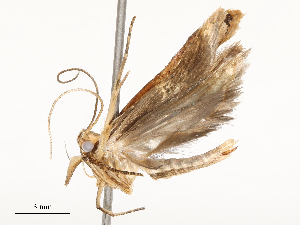  ( - CBG-A51966-E10)  @11 [ ] CreativeCommons - Attribution Share - Alike (2024) CBG Photography Group Centre for Biodiversity Genomics