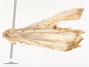  ( - CBG-A51967-B01)  @11 [ ] CreativeCommons - Attribution Share - Alike (2024) CBG Photography Group Centre for Biodiversity Genomics