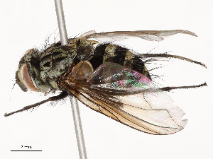  ( - CBG-A51967-D06)  @11 [ ] CreativeCommons - Attribution Share - Alike (2024) CBG Photography Group Centre for Biodiversity Genomics